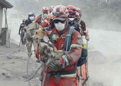 Bomberos rescatando animales